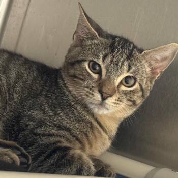 Squirrel -  Domestic Short Hair Cat for Adoption in York, Pennsylvania - Squirrel | PetCurious