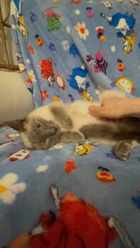 Siamese Cats Available for Adoption in Walled Lake, Michigan - Klein | PetCurious