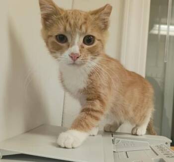 Tango -  Domestic Short Hair Cat for Adoption in Pocatello, Idaho - Tango | PetCurious