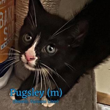 Pugsley -  Domestic Short Hair Cat for Adoption in Fremont, Nebraska - Pugsley | PetCurious