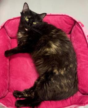 Sprinkles -  Tortoiseshell Cat for Adoption in Westlake Village, California - Sprinkles | PetCurious