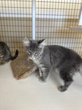 light Grey drk Grey -  Domestic Long Hair Cat for Adoption in Green River, Wyoming - Light Grey Drk Grey | PetCurious