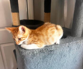 Rescue Domestic Short Hair Cats for Adoption in Castro Valley, California - Pooh Bear (& Goofy) | PetCurious