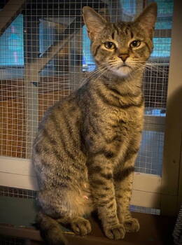 Rescue Domestic Short Hair Cats for Adoption in Nashville, Tennessee - Mayla | PetCurious