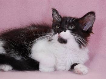 ANGEL -  Domestic Medium Hair Cat for Adoption in Pasadena, California - ANGEL | PetCurious