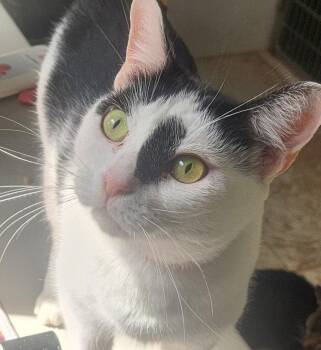 American Shorthair Cats Available for Adoption - Gypsy | PetCurious
