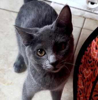 Rescue Domestic Short Hair Cats for Adoption in Phoenix, Arizona - Haiti | PetCurious