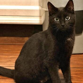 Domestic Short Hair Cats Available for Adoption in Houston, Texas - Sabrina | PetCurious