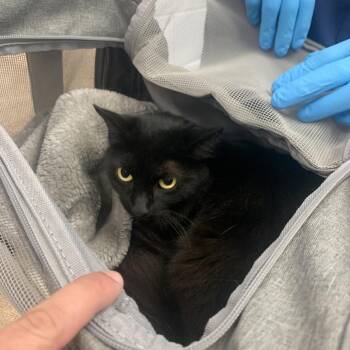 Azores -  Domestic Long Hair Cat for Adoption in West Palm Beach, Florida - Azores | PetCurious