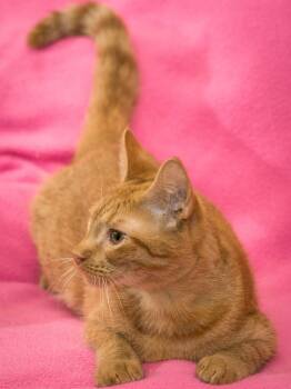 Nugget -  Domestic Short Hair Cat for Adoption in Deltona, Florida - Nugget | PetCurious