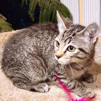 NALA - BENGAL BEAUTY -  Bengal Cat for Adoption in Oakwood, Georgia - NALA - BENGAL BEAUTY | PetCurious