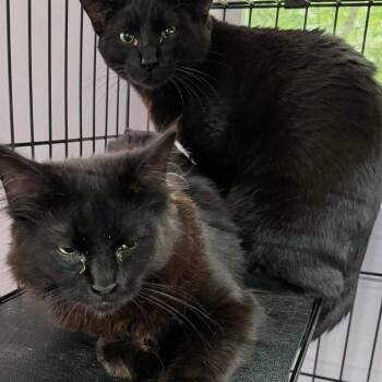 Domestic Medium Hair Cats Available for Adoption in Boerne, Texas - GQ | PetCurious