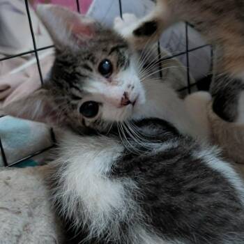 Bumper Armbrust -  Domestic Short Hair Cat for Adoption in Eagle Mountain, Utah - Bumper Armbrust | PetCurious