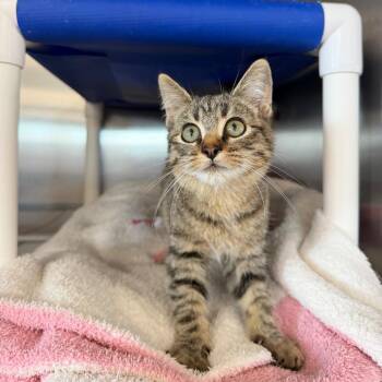 Sage -  Domestic Short Hair Cat for Adoption in Spanish Fork, Utah - Sage | PetCurious
