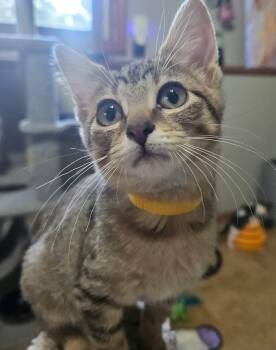 Rose -  Tabby Cat for Adoption in Manhattan, Kansas - Rose | PetCurious