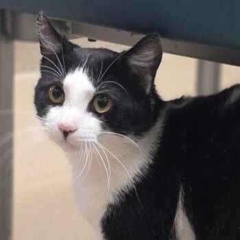 Domestic Short Hair Cats Available for Adoption in Chatham, Virginia - Gorse | PetCurious