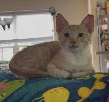 Orjan -  Domestic Short Hair Cat for Adoption in Panama City, Florida - Orjan | PetCurious