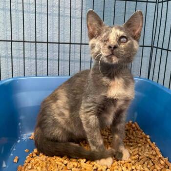 Kerri -  Domestic Short Hair Cat for Adoption in Chanute, Kansas - Kerri | PetCurious