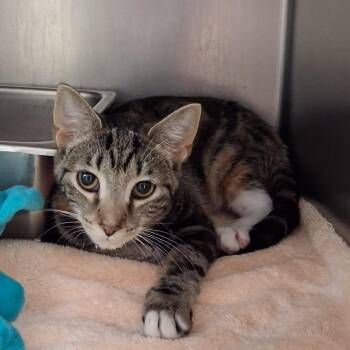 Alice -  Domestic Short Hair Cat for Adoption in Auburn, Alabama - Alice | PetCurious