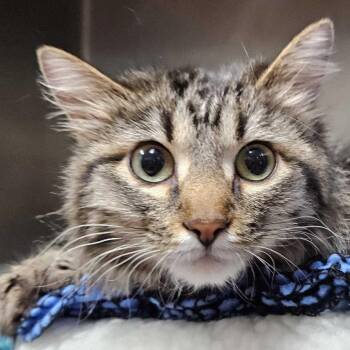 Domestic Medium Hair Cats Available for Adoption in Union, Missouri - Koolmore CI 22 | PetCurious