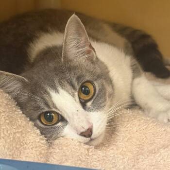 Terri -  Domestic Short Hair Cat for Adoption in East Hanover, New Jersey - Terri | PetCurious