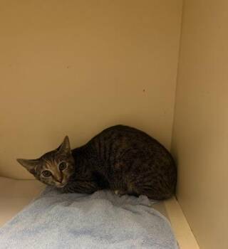 Faluta -  Domestic Short Hair Cat for Adoption in Chamblee, Georgia - Faluta | PetCurious