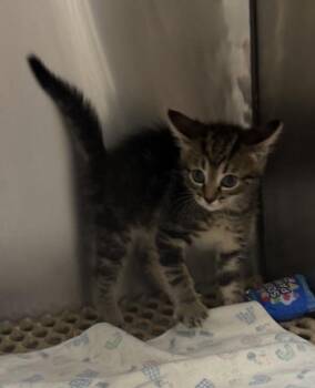 Styles -  Domestic Short Hair Cat for Adoption in Dyersburg, Tennessee - Styles | PetCurious