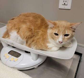 Domestic Medium Hair Cats Available for Adoption in Dublin, California - Noor | PetCurious