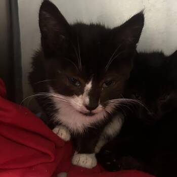 KESTREL -  Domestic Short Hair Cat for Adoption in Richmond, California - KESTREL | PetCurious