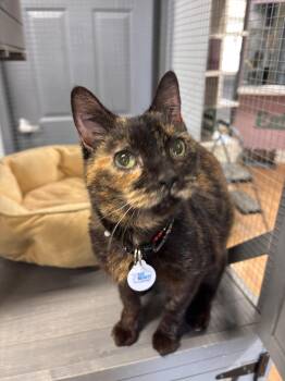 Chita Rivera -  Domestic Short Hair Cat for Adoption in Grand Rapids, Michigan - Chita Rivera | PetCurious