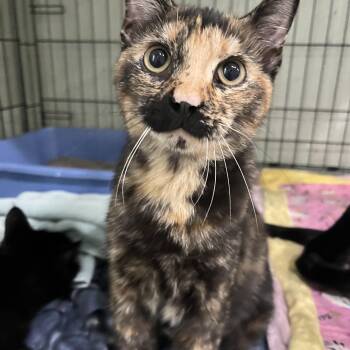 Turticle -  Tortoiseshell Cat for Adoption in Moline, Illinois - Turticle | PetCurious