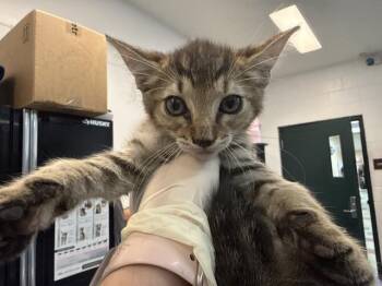 A1932306 -  Domestic Short Hair Cat for Adoption in Thousand Palms, California - A1932306 | PetCurious
