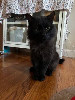 Domestic Long Hair Cats Available for Adoption in Melrose, Massachusetts - Noir | PetCurious