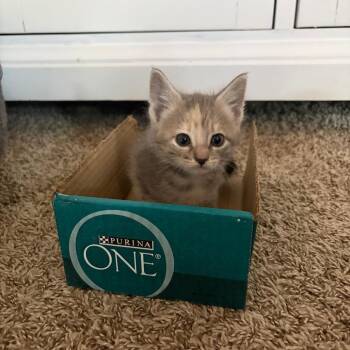 Hickory 7 -  Domestic Short Hair Cat for Adoption in Austin, Texas - Hickory 7 | PetCurious