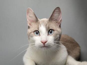 Miso -  Domestic Short Hair Cat for Adoption in Longmont, Colorado - Miso | PetCurious