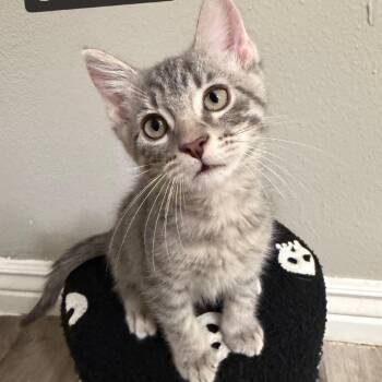 Sodalite -  Domestic Medium Hair Cat for Adoption in Tempe, Arizona - Sodalite | PetCurious
