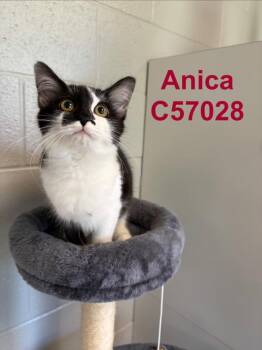 Anica -  American Shorthair Cat for Adoption in Clarksville, Tennessee - Anica | PetCurious
