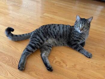 Tabby Cats Available for Adoption in Burnaby, British Columbia - Chicken | PetCurious