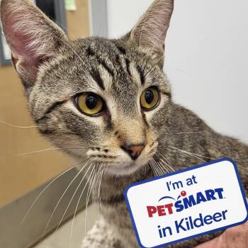 Bernie -  Extra Toes Cat Hemingway Polydactyl Cat for Adoption in Grayslake, Illinois - Bernie | PetCurious