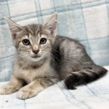 Rescue Domestic Short Hair Cats for Adoption in Mt. Juliet, Tennessee - Landon | PetCurious