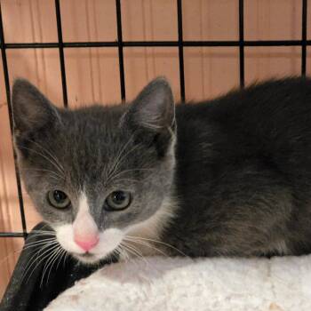 Domestic Medium Hair Cats Available for Adoption in Austin, Texas - Marcus | PetCurious