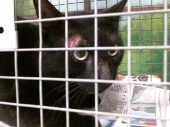 Domestic Short Hair Cats Available for Adoption in Houston, Texas - A2069422 | PetCurious