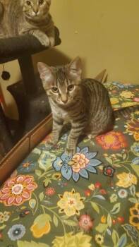 Drucella -  Domestic Short Hair Cat for Adoption in Mansfield, Texas - Drucella | PetCurious