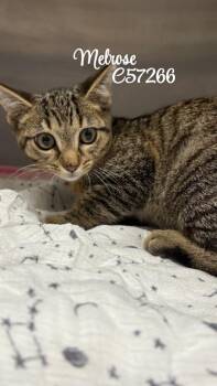 Melrose -  Domestic Short Hair Cat for Adoption in Clarksville, Tennessee - Melrose | PetCurious