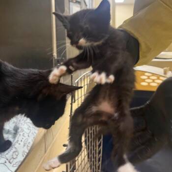 Onion (White) -  Domestic Short Hair Cat for Adoption in Winston-salem, North Carolina - Onion (White) | PetCurious