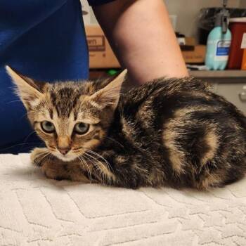 Omarion The Librarion -  Domestic Short Hair Cat for Adoption in Dublin, California - Omarion The Librarion | PetCurious
