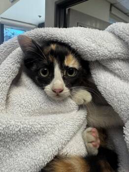 Domestic Short Hair Cats Available for Adoption in Burbank, California - A139996 | PetCurious