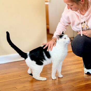 Cecil -  Domestic Short Hair Cat for Adoption in Wantagh, New York - Cecil | PetCurious