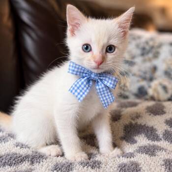 Dumpling -  Siamese Cat for Adoption in Chattanooga, Tennessee - Dumpling | PetCurious
