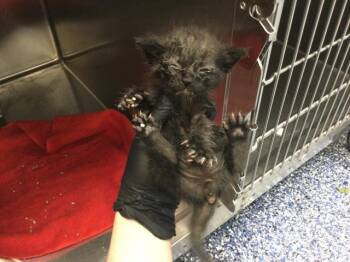 Domestic Short Hair Cats Available for Adoption in Thousand Palms, California - A1917427 | PetCurious